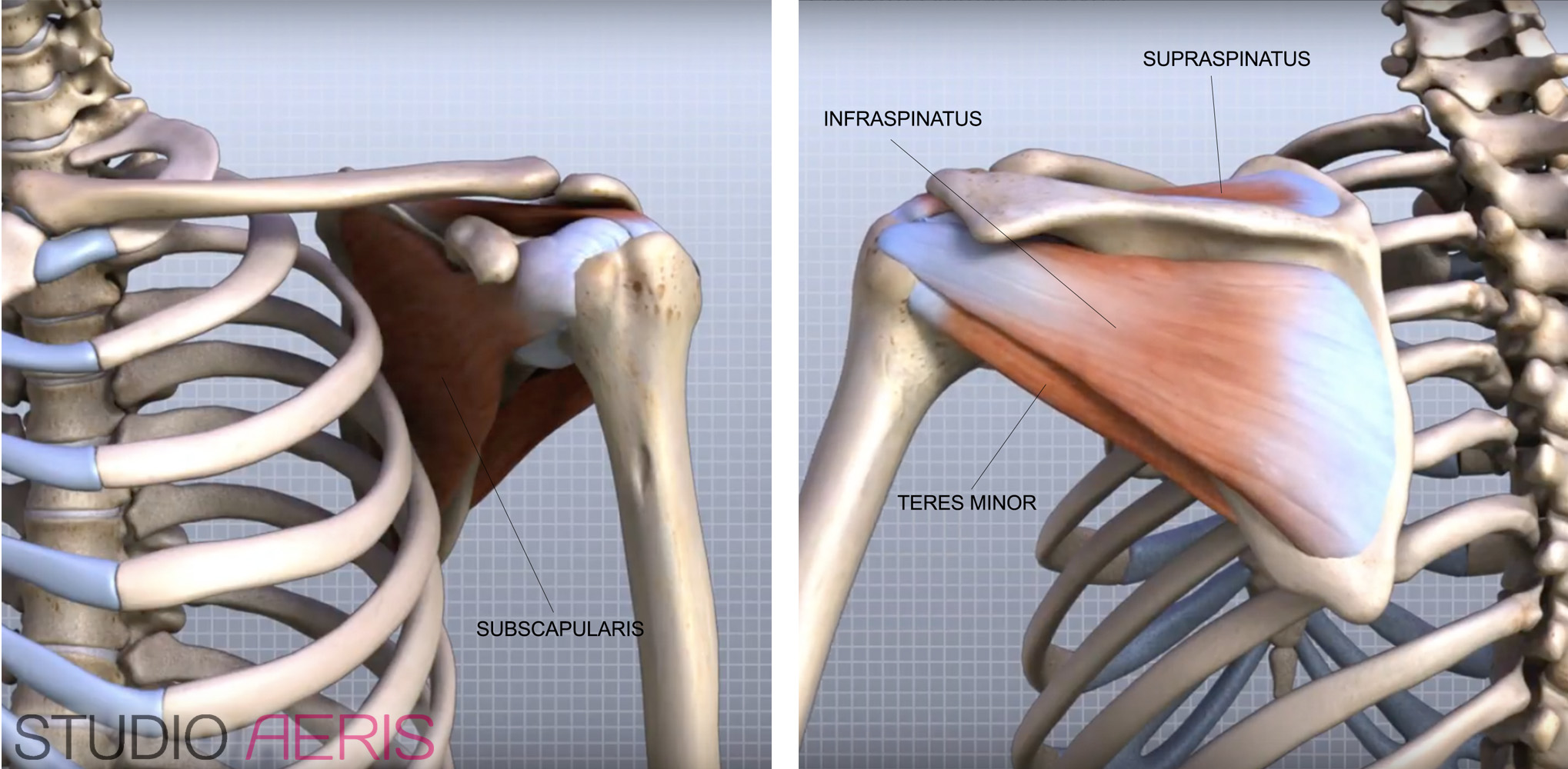 Schouder paaldansen - rotator cuff